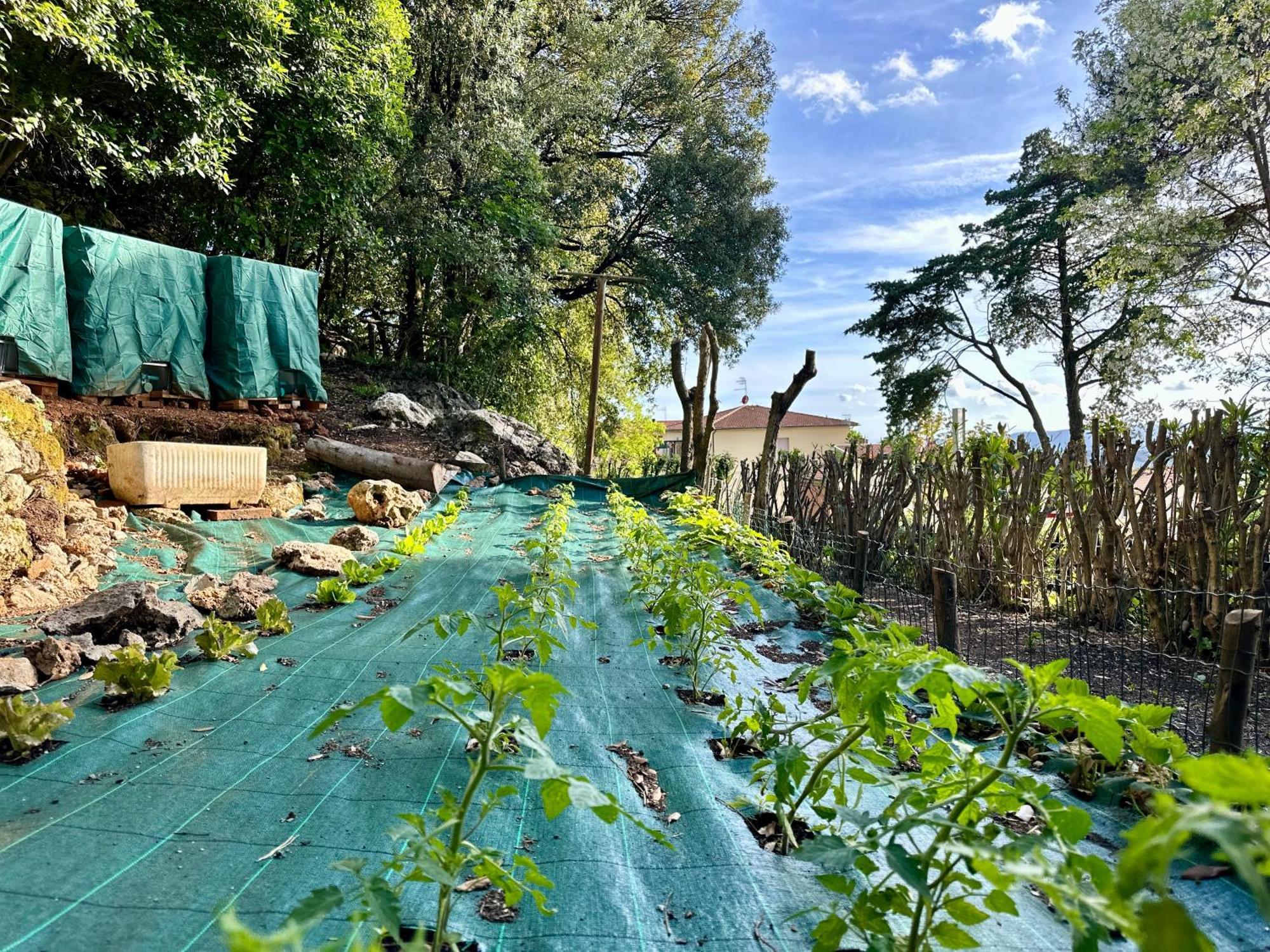 Villa Degli Ulivi マッサ・マリッティマ エクステリア 写真